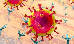 Arenavirus